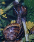 tourisme poitou escargoterie tourisme poitou charentes escargoterie