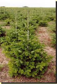 sapin Nordmann Sapin de Noel Nordmann