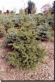 sapin Pungens Sapin de Noel Pungens